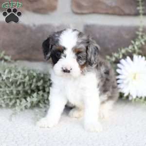 Brooks, Cavapoo Puppy